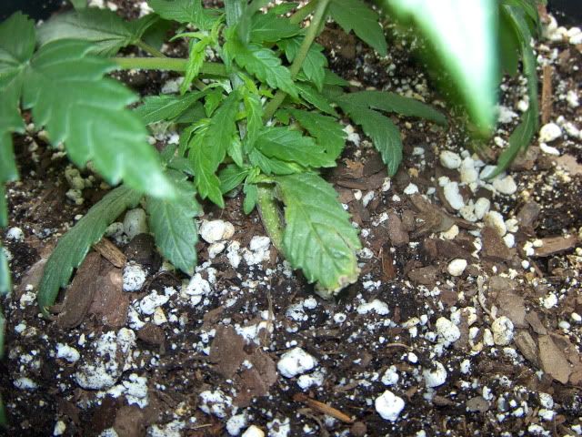 Picture007.jpg