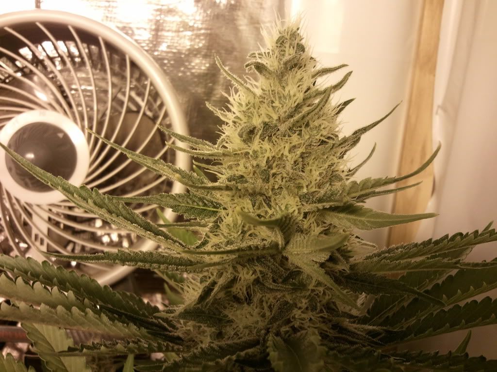2011-07-02184021.jpg