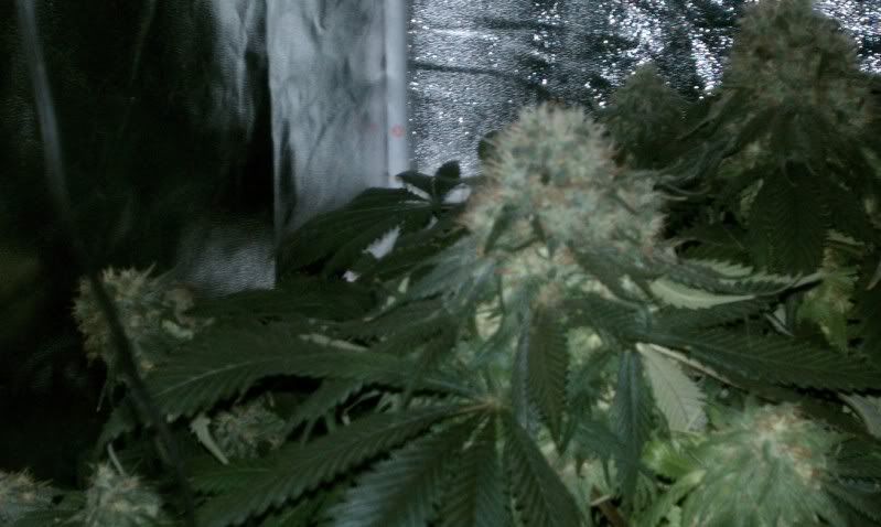 IMAG0443.jpg