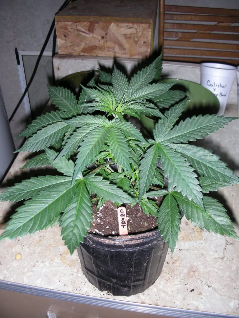 DSCN3174.jpg