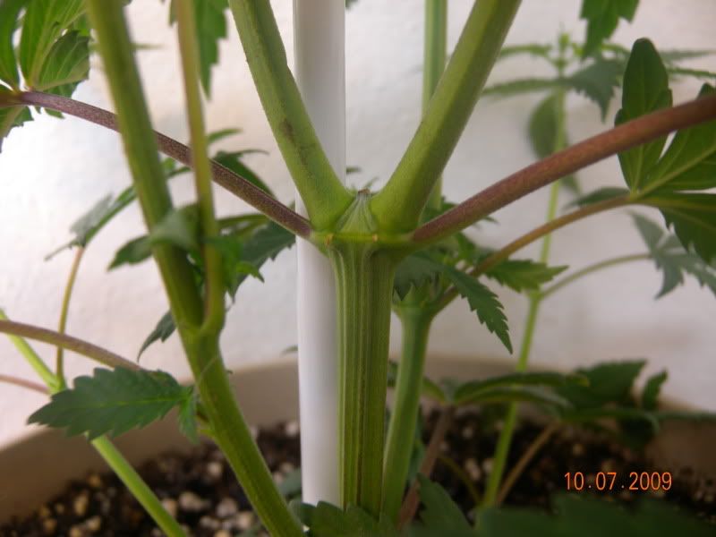 DSCN5552.jpg