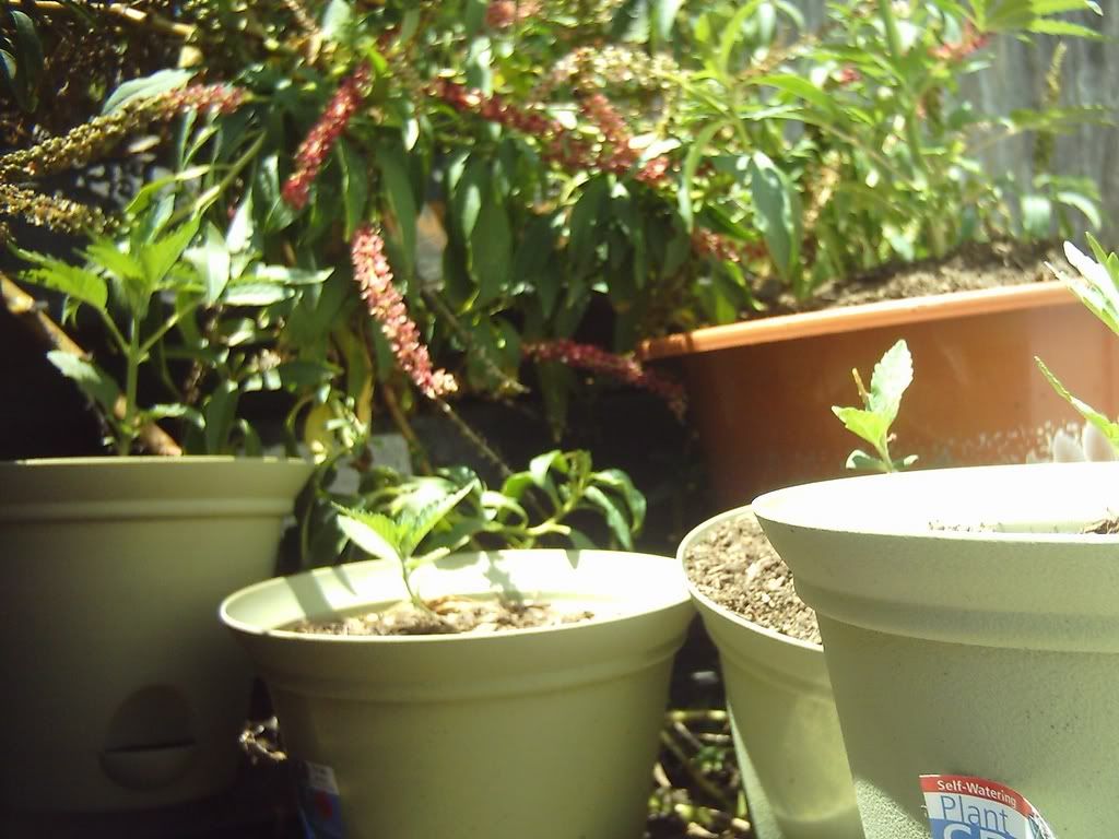 plant48-1.jpg