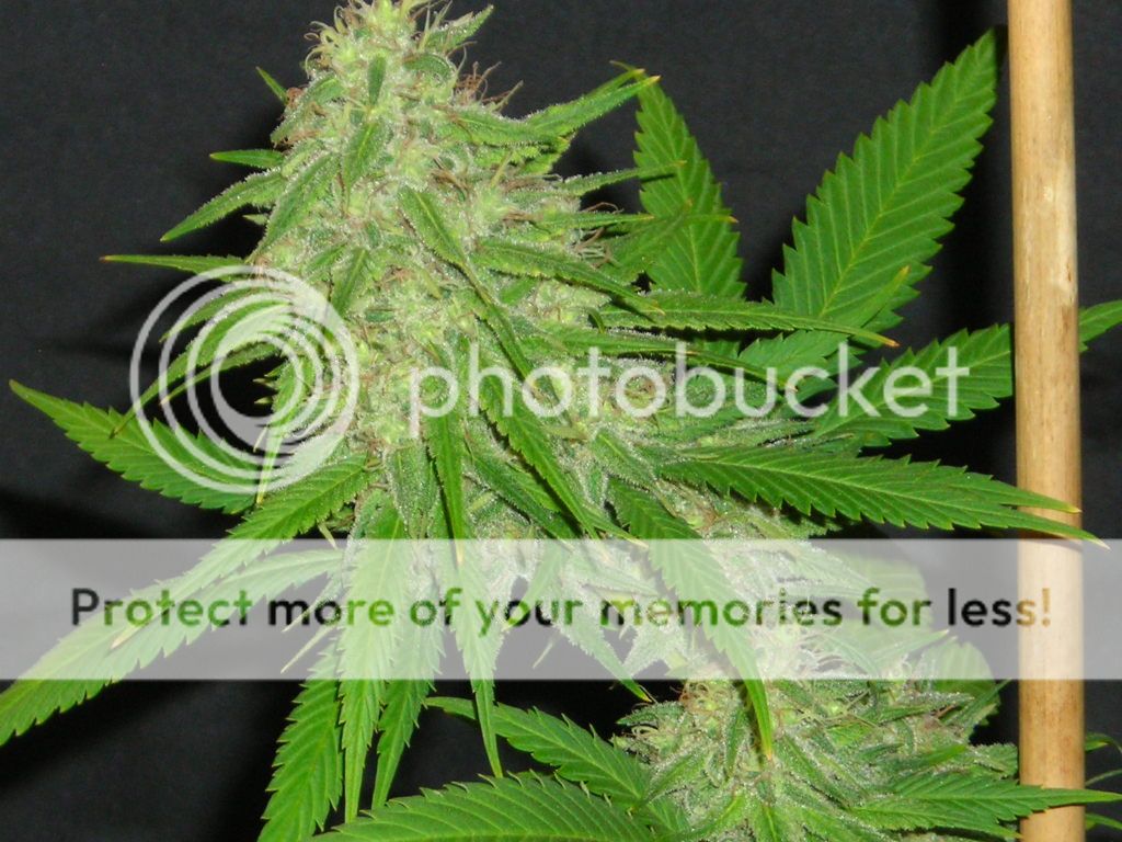420016.jpg