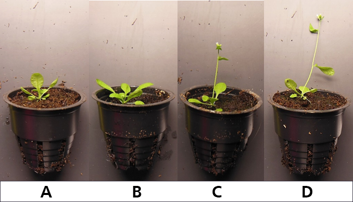 Arabidopsis-Thaliana-light-spectrum-ratios.jpg