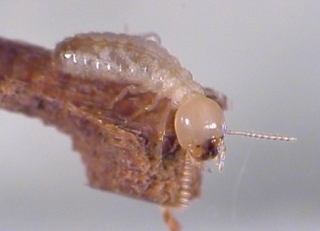 Isoptera,I_NAT2049.jpg