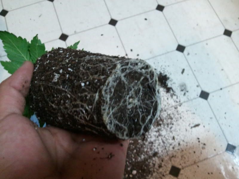 2012-01-17135024.jpg