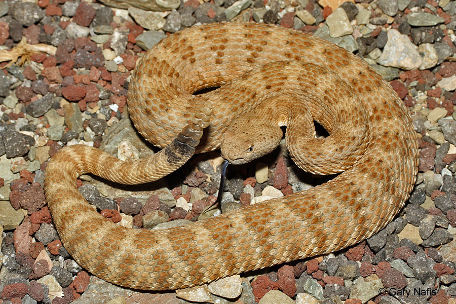 cstephensiin610.jpg