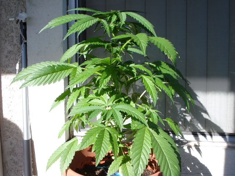 plant0028.jpg