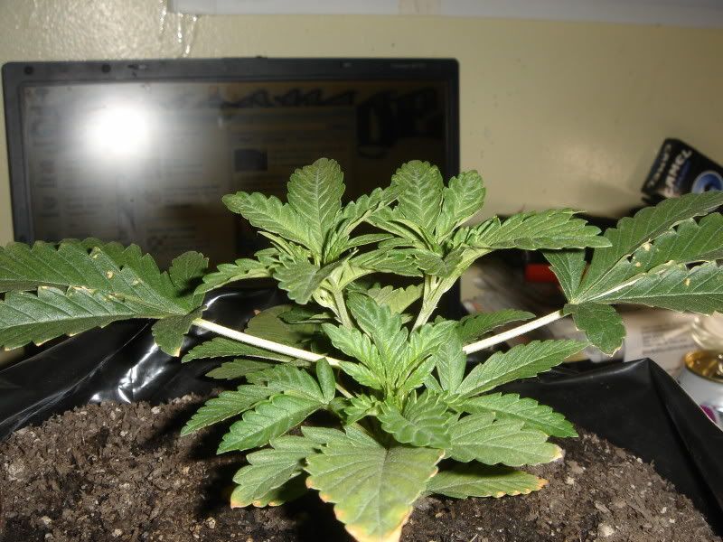 plants013.jpg