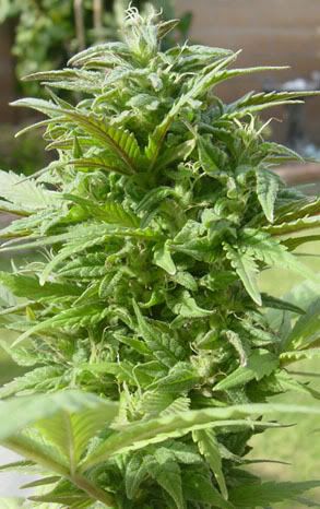 bud.jpg