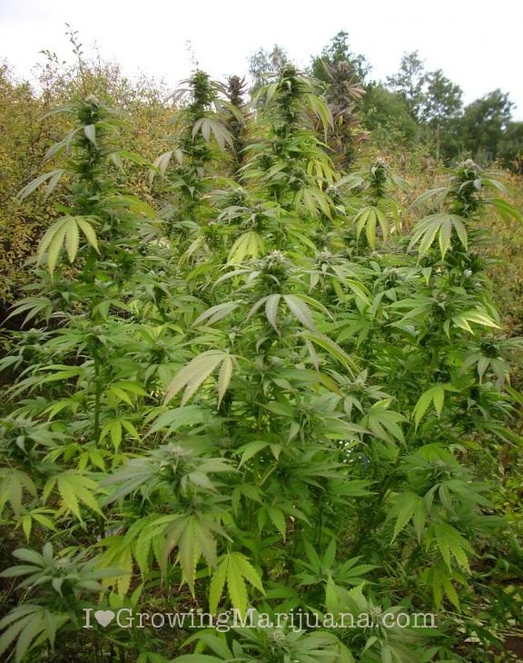 grow-outdoor-cannabis-where.jpg