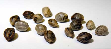 www.growweedeasy.com