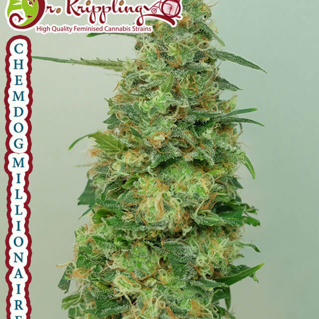 Dr Krippling Strains Back in Stock @ Origninal Seeds Store !!!!!!!