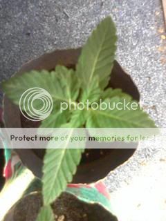 p_00008.jpg