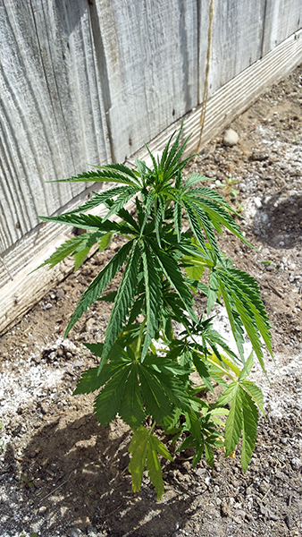 plant8.jpg