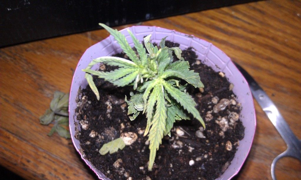 IMAG0114.jpg