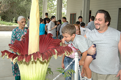 CorpseFlower4.JPG