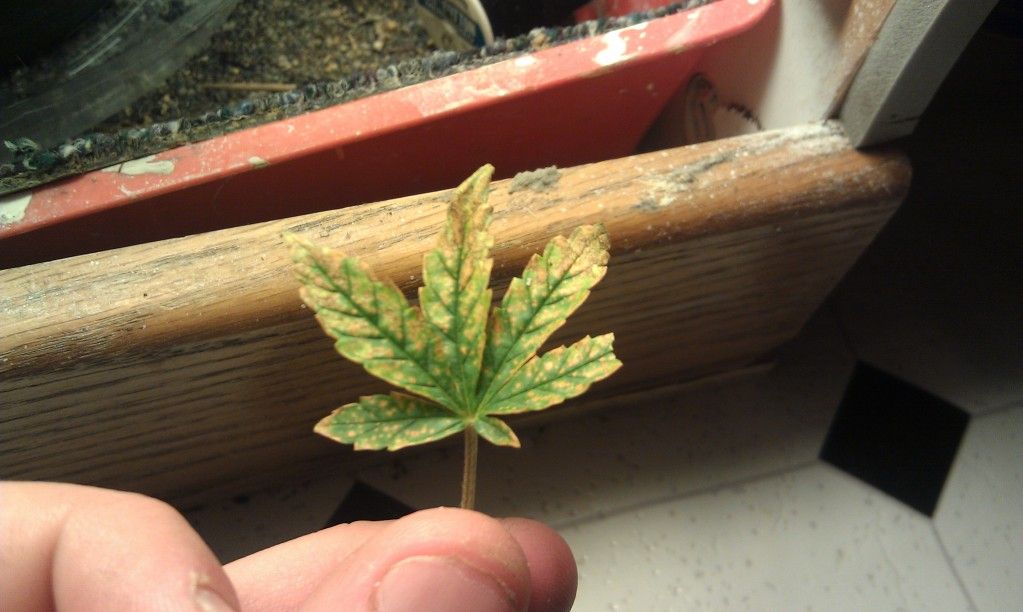 IMAG0218.jpg