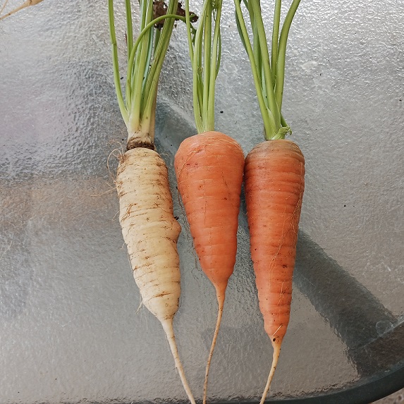 carrots08272022.jpg