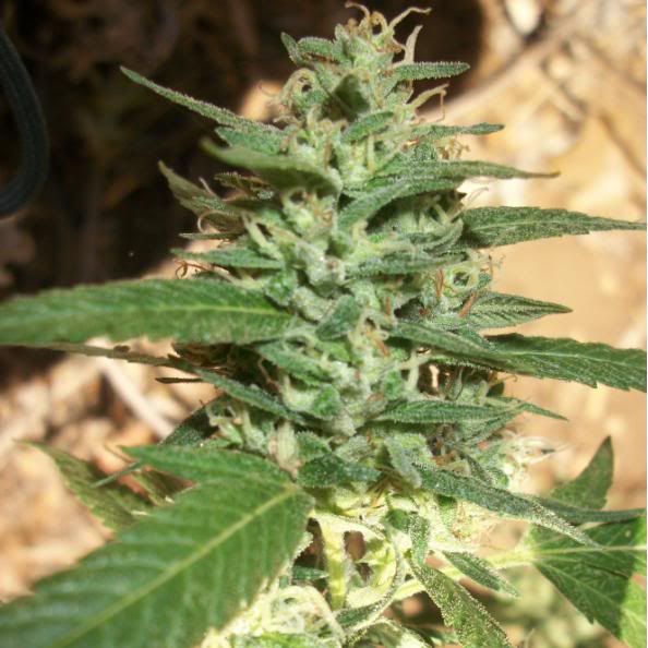 fireOG.jpg