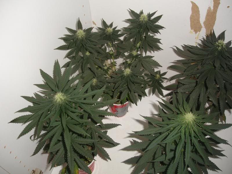 breeding003.jpg