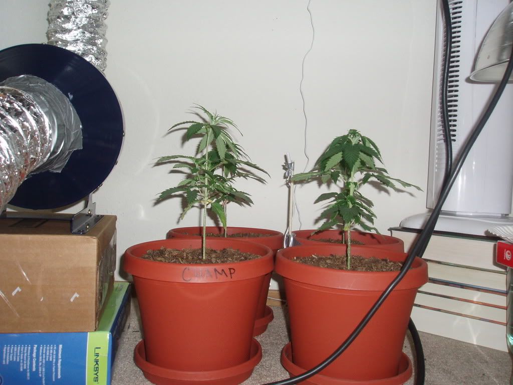 4wk3dysDec184.jpg