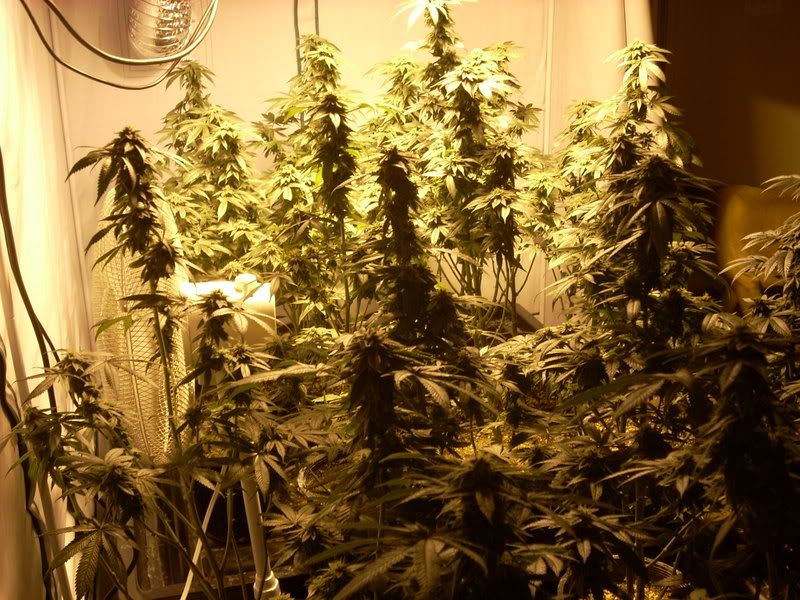 pot007.jpg