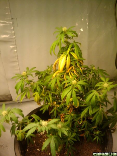 2009-10-25_21_15_17.jpg