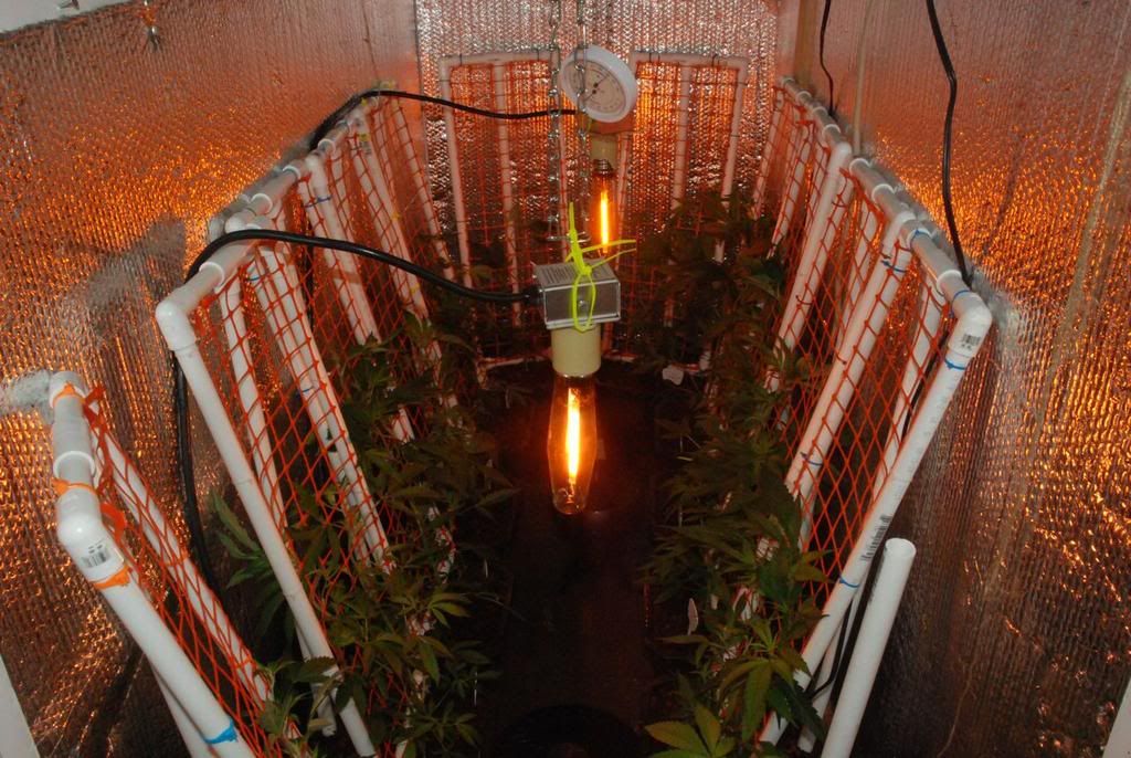 vscrog02.jpg