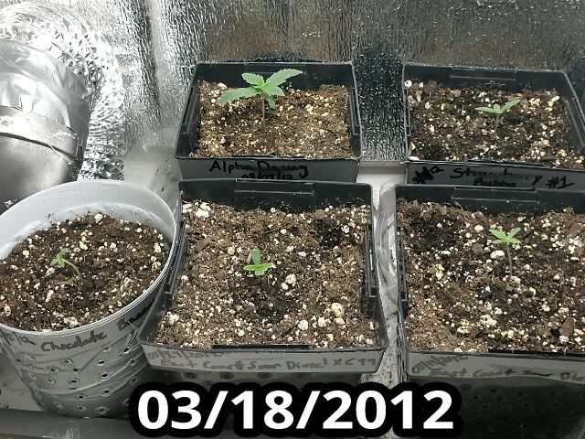 1332115020-picsay.jpg