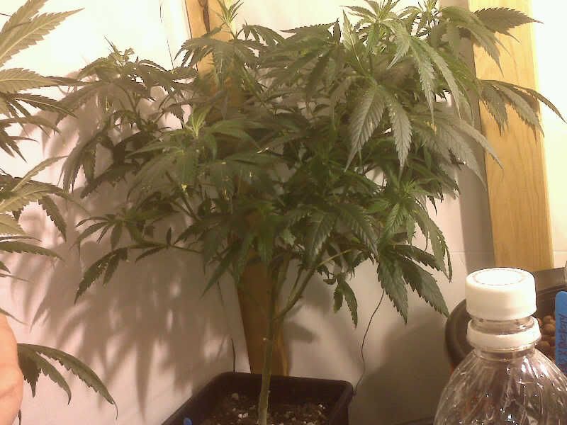 IMG01513.jpg