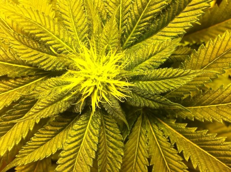 grow038.jpg