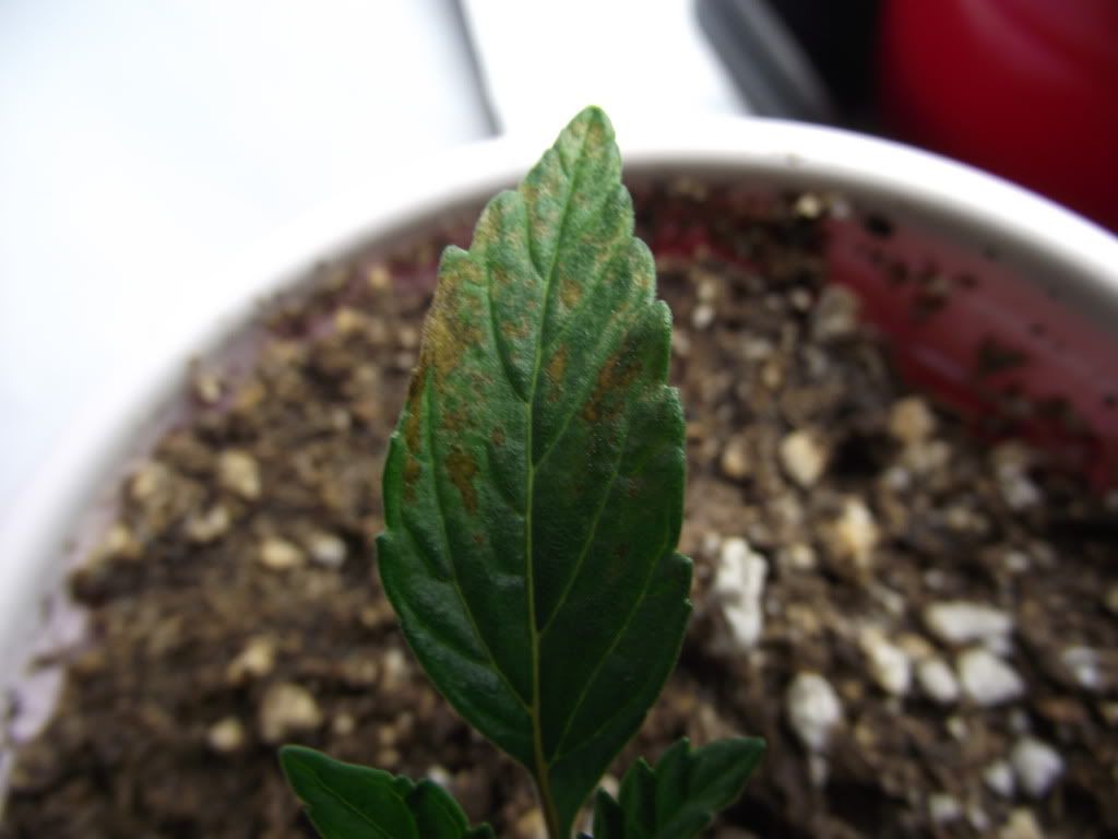 DSCF2233.jpg