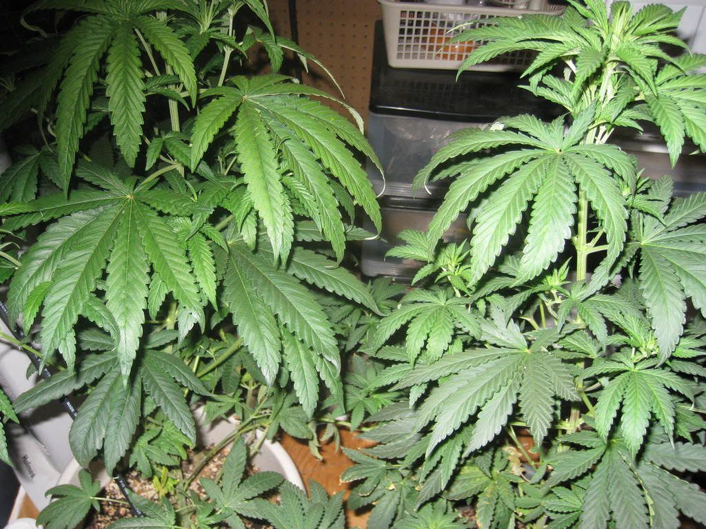IMG_0100.jpg