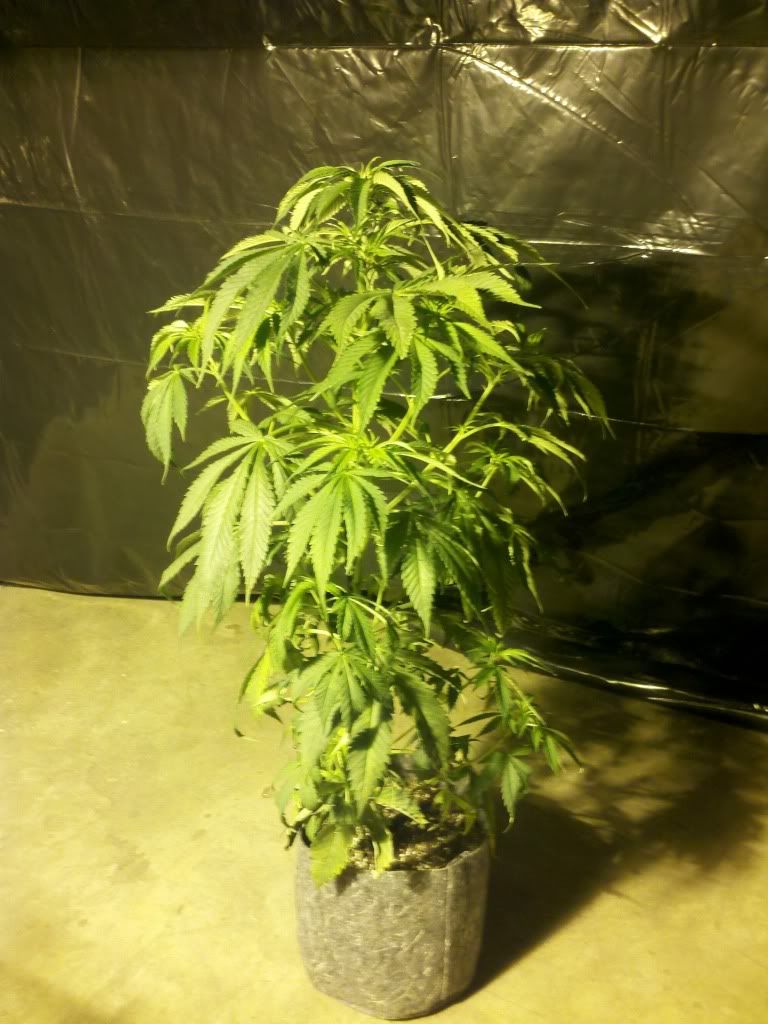 274100439_photobucket_7721_.jpg