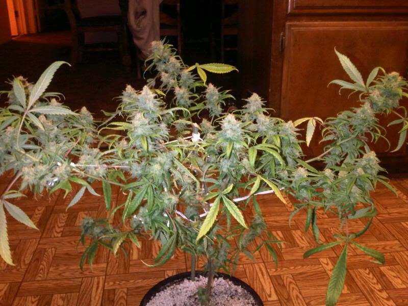 IMG00371-20120203-2254.jpg