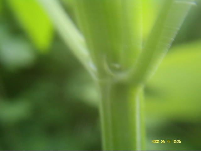 PICT0017.jpg