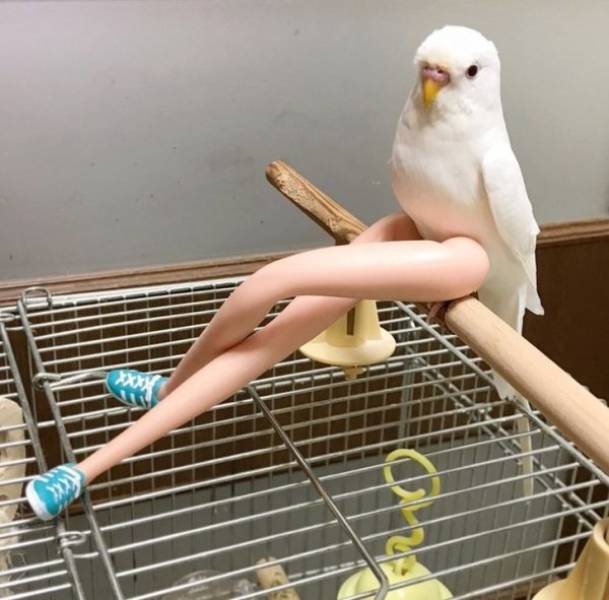 funny_animals_03.jpg