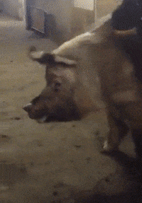 200w.gif