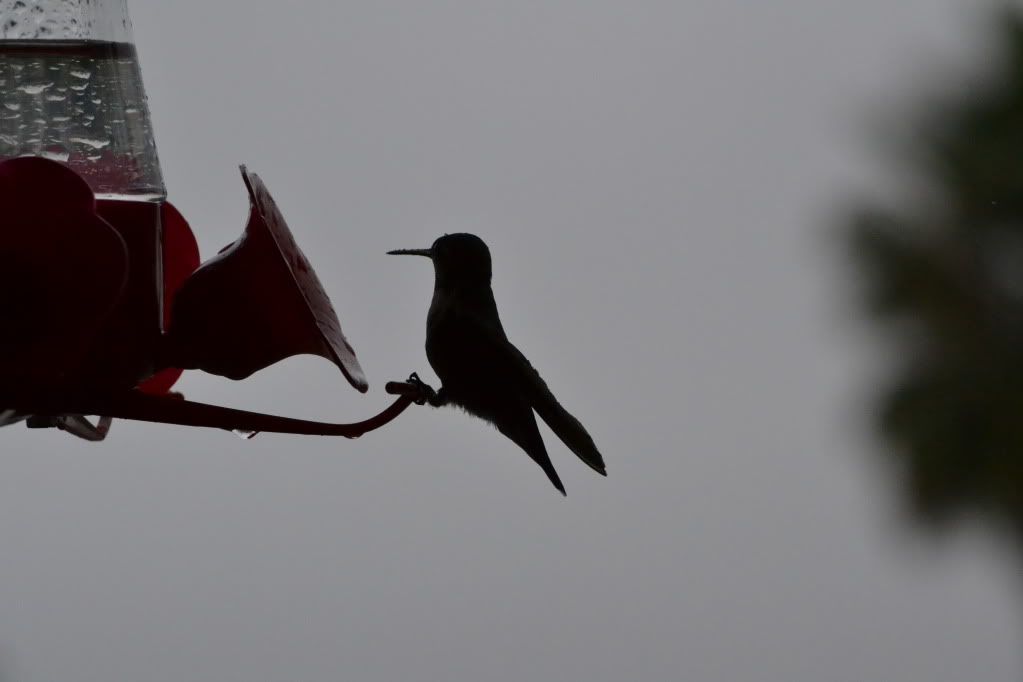 DSC_0012.jpg