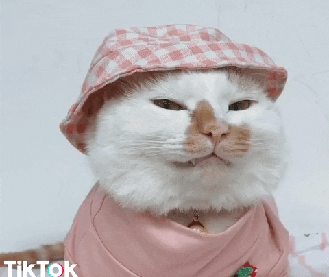tumblr_pq0p9aF85x1s9a9yjo1_500.gif