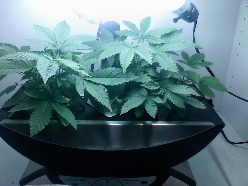 R2ALLPLANTSD2924.jpg