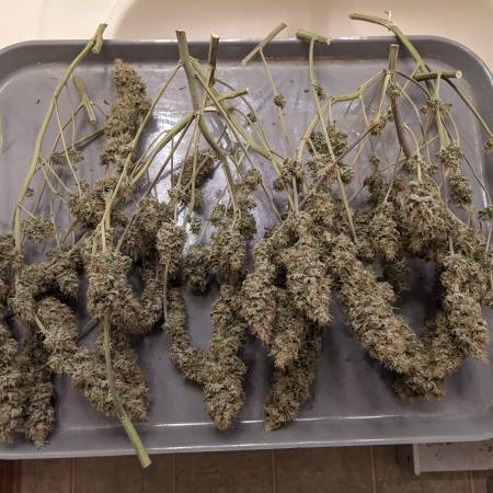 growdiaries.com