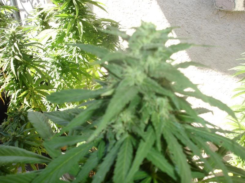 g4356serf43wfesrf009.jpg