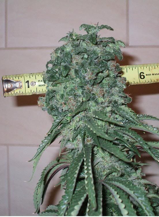 gffeb15cola.jpg