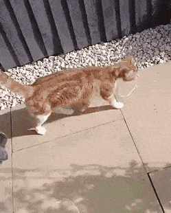 gifs_19.gif