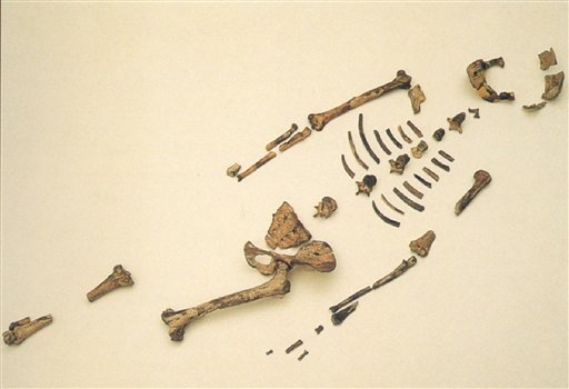 lucy-australopithecine.jpg