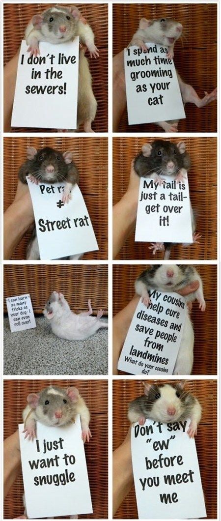 b7ced28459cc2d4acbcd8c24a9c2466b--ratti-dumbo-rat.jpg