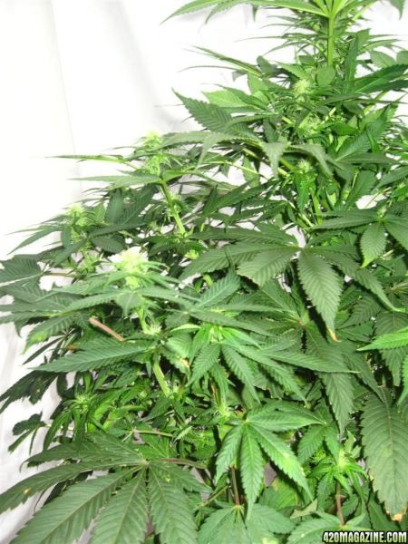 BB_CC_Grow_Update_Sep_13_5_.jpg