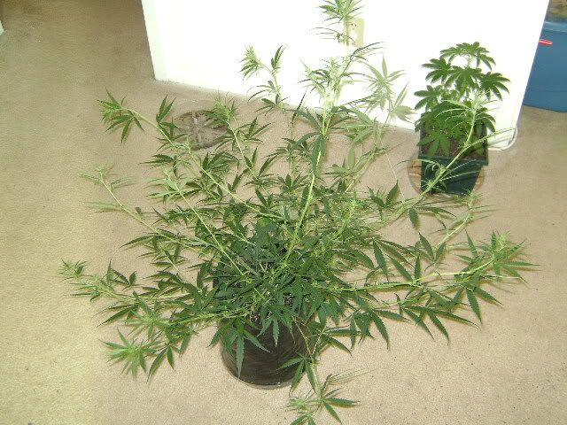 DSC00660.jpg